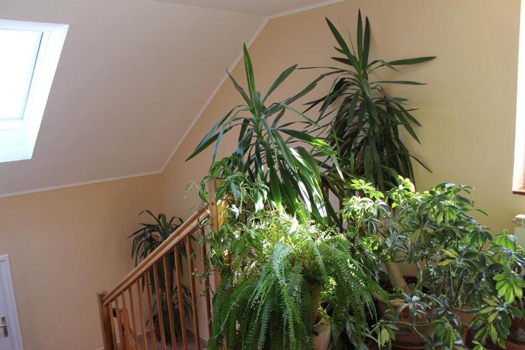 Bajor Panzio Bed and Breakfast Kecskemét Eksteriør billede